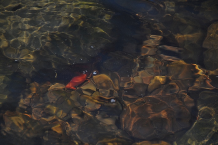 red crawfish in river